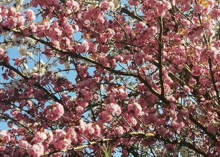 Pres D'angers Avec Exterieur Prive - Fr-1-622-93 *